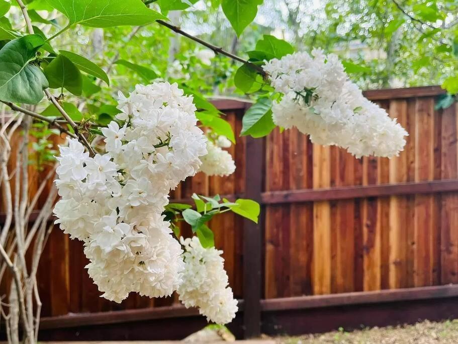 Cozy Private Home, 1 Acre Orchards Near Apple Hill Placerville Exterior foto