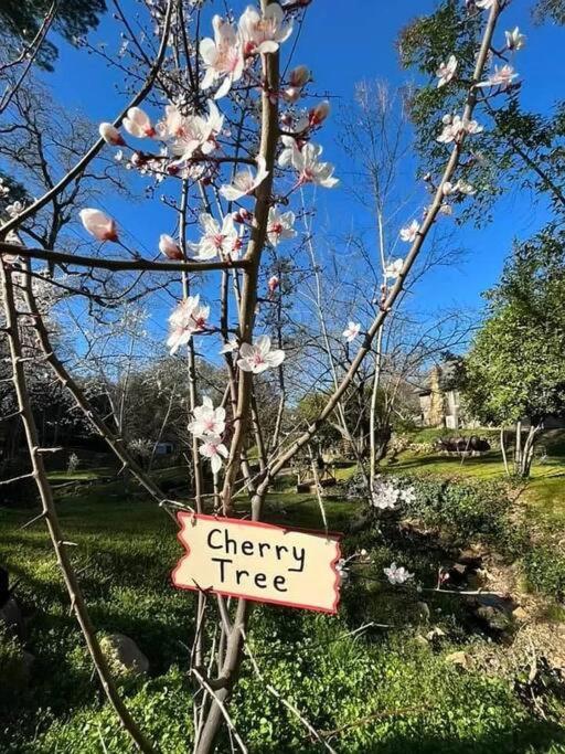 Cozy Private Home, 1 Acre Orchards Near Apple Hill Placerville Exterior foto