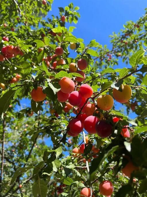 Cozy Private Home, 1 Acre Orchards Near Apple Hill Placerville Exterior foto